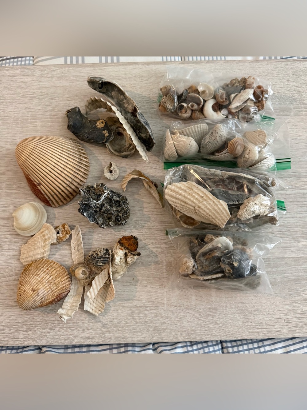 Mixed Natural Seashell Collection - Neutral Tones